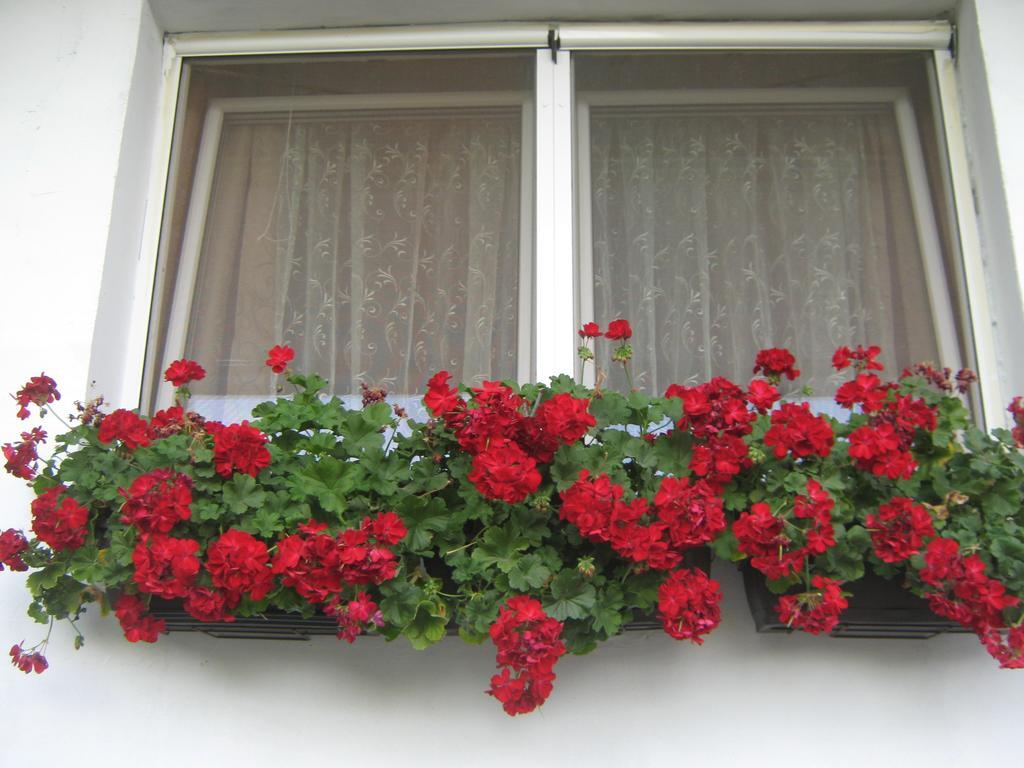 Apartment Vistanova Vrdnik Εξωτερικό φωτογραφία